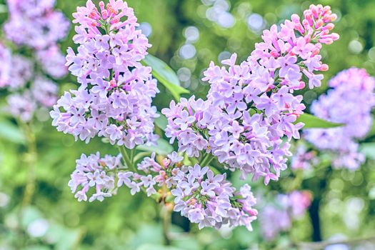 a Eurasian shrub or small tree of the olive family, that has fragrant violet, pink, or white blossoms and is widely cultivated as an ornamental.