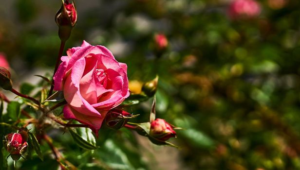 a prickly bush or shrub that typically bears red, pink, yellow, or white fragrant flowers, native to north temperate regions.