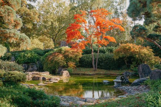 Beautiful Japanese Garden and red trees at autumn seson. A burst of fall color with pond reflections.