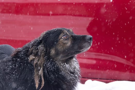 Black fluffy dog in the snow close up