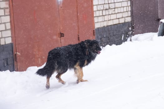 Black fluffy dog in the snow close up