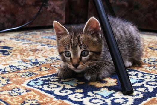 A little little kitten lies on the carpet close up