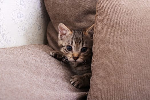 Little Grey Kitten Playing on the sofa close up