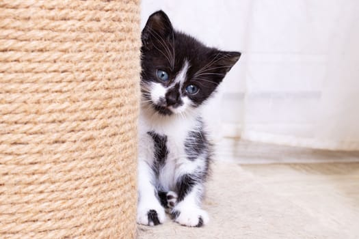 Small Funny gray kitten meows, portrait close up