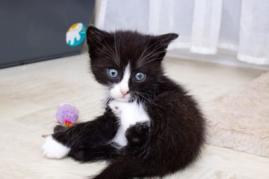 Little funny black kitten raised his paw close up