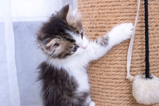 A little kitten plays with a scratching post close up