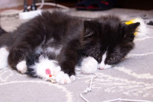 Funny black kitten playing with a toy close up