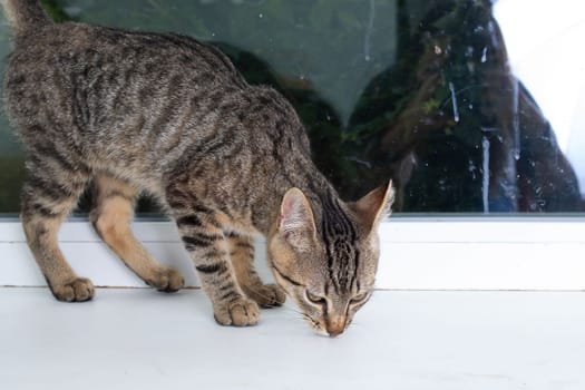 Gray kitten looks carefully out the window close up