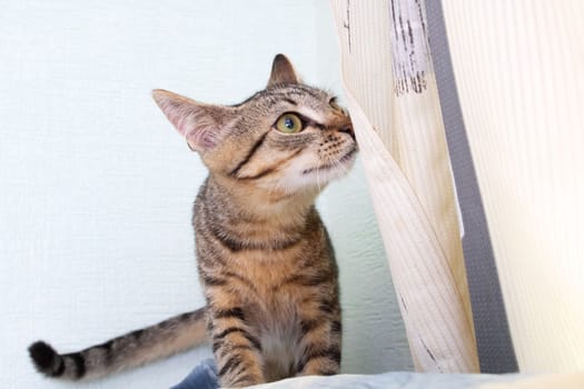 Gray striped cat on a gray background close up