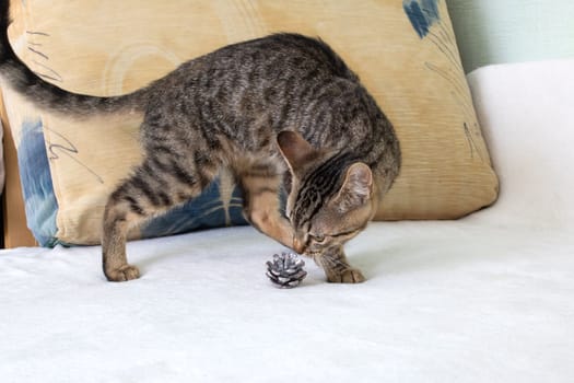 A gray kitten sniffs a Christmas tree cone close up