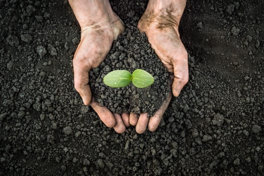 Sprouting plant on hands full of fertile soil farmer holding plant soil health environment day earth garden soil hands hold earth plant seedling sprout hand seedling. Handful of earth save environment