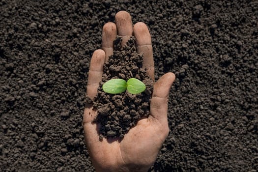 Handful of earth save environment. Sprouting plant on hand full of fertile soil farmer holding plant soil health environment day earth garden soil hand hold earth plant seedling sprout hand seedling