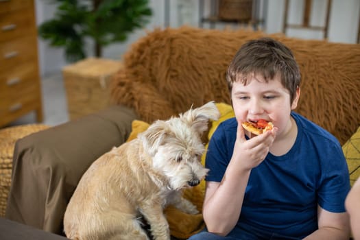 A shaggy dog sits next to a child eating and hopes for a free meal.