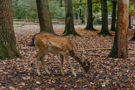 Female Red deer stag in Lush green fairytale growth concept foggy forest landscape image