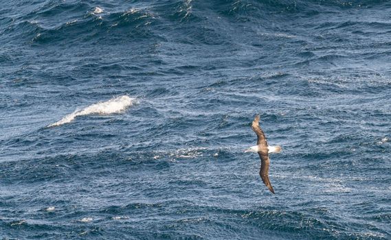Black browed albatross riding the strong winds near Cape Horn in Argentina