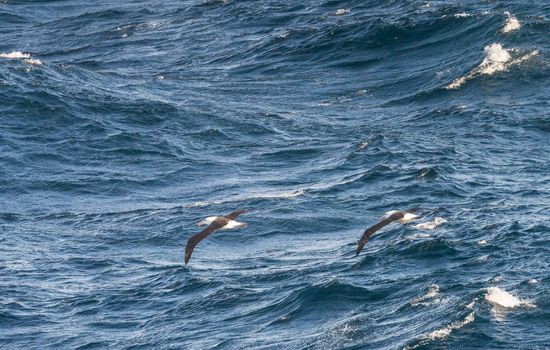 Black browed albatross riding the strong winds near Cape Horn in Argentina