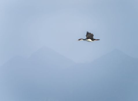 Imperial Cormorant or shag flying by misty headlands of Cape Horn in Chile
