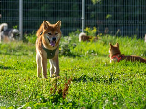 Shiba Inu plays on the dog playground in the park. Cute dog of shiba inu breed walking at nature in summer. walking outside.