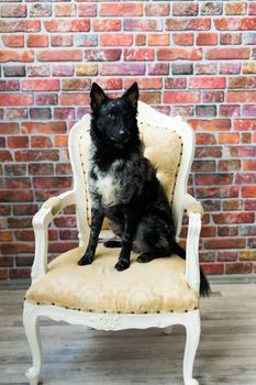 Mudi shepherd in front of a white background studio and interior photo