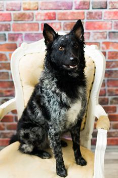 Mudi shepherd in front of a white background studio and interior photo