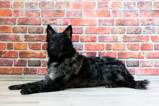 Mudi shepherd in front of a white background studio and interior photo