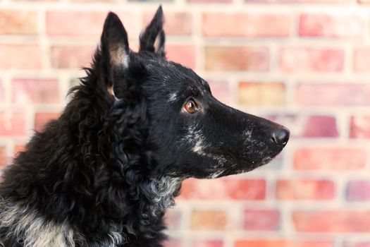 Mudi shepherd in front of a white background studio and interior photo