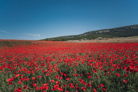 Abstract background with poppies in the field.