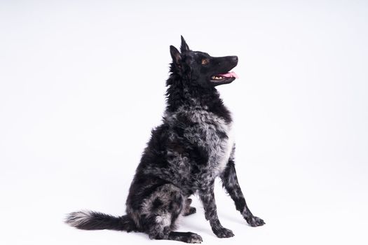 Mudi shepherd in front of a white background studio and interior photo