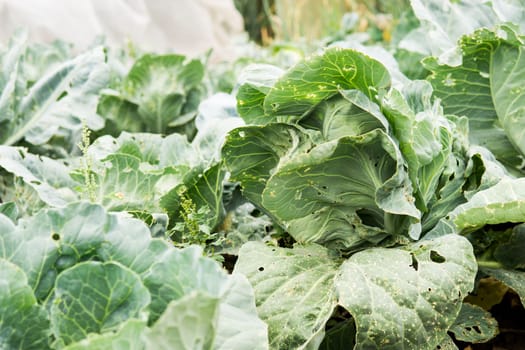 Cabbage grows in the garden. Harvesting cabbage. Life in the village