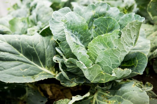 Cabbage grows in the garden. Harvesting cabbage. Life in the village