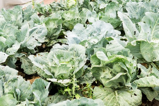 Cabbage grows in the garden. Harvesting cabbage. Life in the village