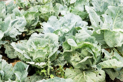 Cabbage grows in the garden. Harvesting cabbage. Life in the village