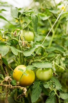 Tomatoes are hanging on a branch in the greenhouse. The concept of gardening and life in the country.