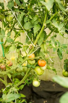 Tomatoes are hanging on a branch in the greenhouse. The concept of gardening and life in the country.