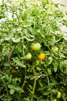 Tomatoes are hanging on a branch in the greenhouse. The concept of gardening and life in the country.