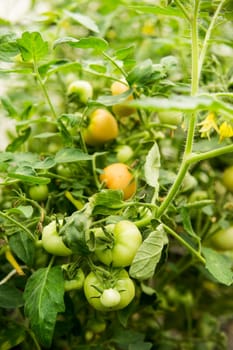 Tomatoes are hanging on a branch in the greenhouse. The concept of gardening and life in the country.