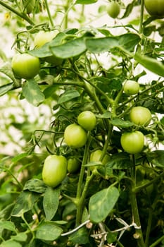 Tomatoes are hanging on a branch in the greenhouse. The concept of gardening and life in the country.