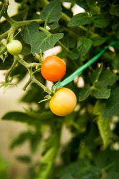 Tomatoes are hanging on a branch in the greenhouse. The concept of gardening and life in the country.