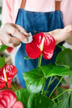 The girl wipes the large green leaves and the flower of the anthurium flowerpot from dust. Care and trimming of flowerpots at home