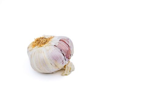 One organic garlic bulb cropped against white background in studio