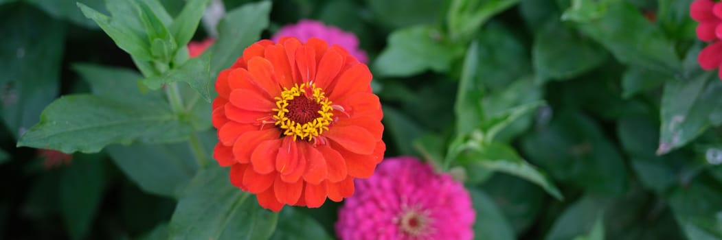 Delicate orange gerbera flower in summer garden. Beautiful gerbera in flower bed