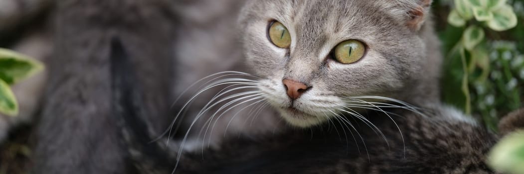 Homeless cat mother cat and kittens on street. Portrait of beautiful cat with kittens