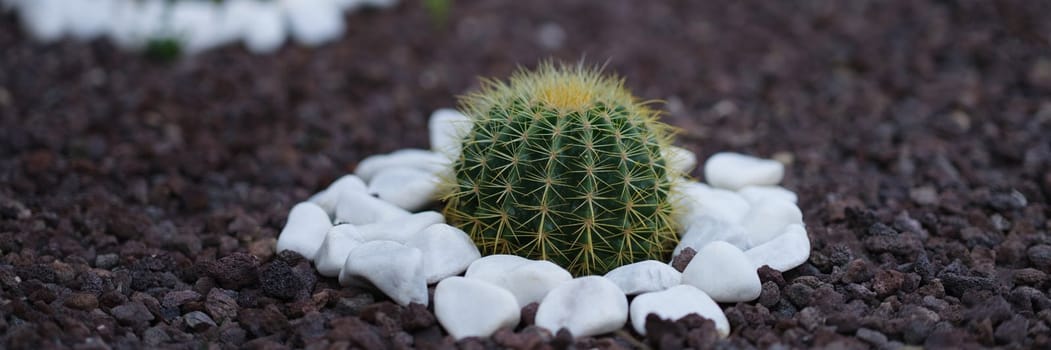 Lot of beautiful little cactus grows in flower bed with stones around. Landscaping for cactus flower garden closeup
