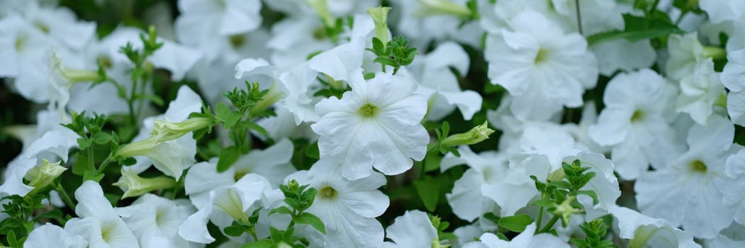 White petunia flower and first spring flowers. Blooming flowers in garden and background of flowers