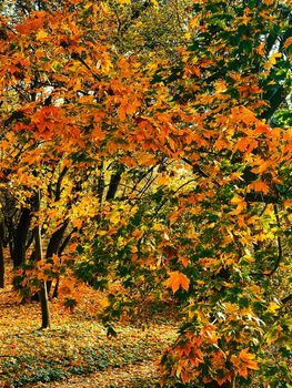 Nature, landscape and environment, golden autumn scenery with autumnal trees, leaves and foliage in fall season as picturesque seasonal holiday background scene