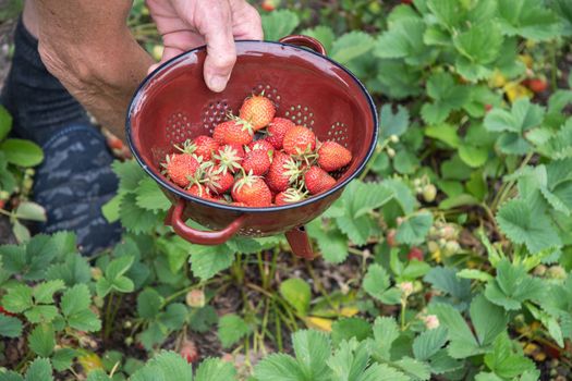 a man picks strawberries in his palm, a large harvest of berries, summer fruit picking, male hands hold a handful of ripe strawberries. High quality photo