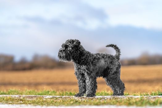 dog on a walk in nature. little black schnauzer. 
