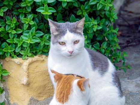 beautiful cats around Malta island. High quality photo