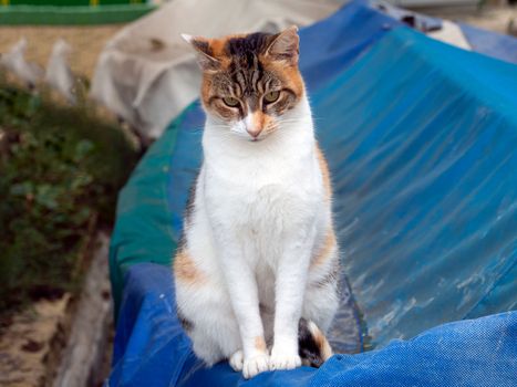 beautiful cats around Malta island. High quality photo