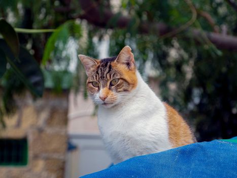 beautiful cats around Malta island. High quality photo